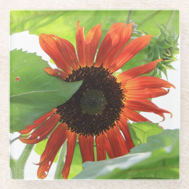 Posavasos De Vidrio Girasol por la tarde (Anverso)