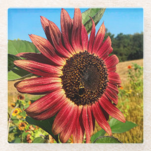 Posavasos De Vidrio Girasol rojo con abeja