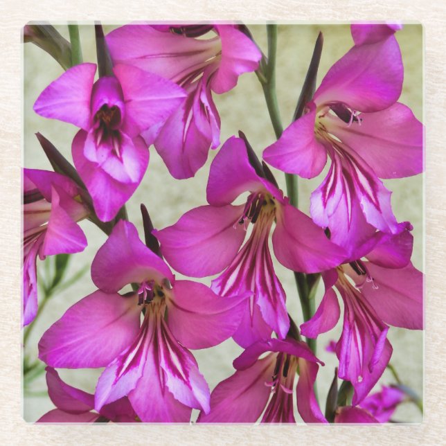 Posavasos De Vidrio Gladiolus bizantino (Anverso)