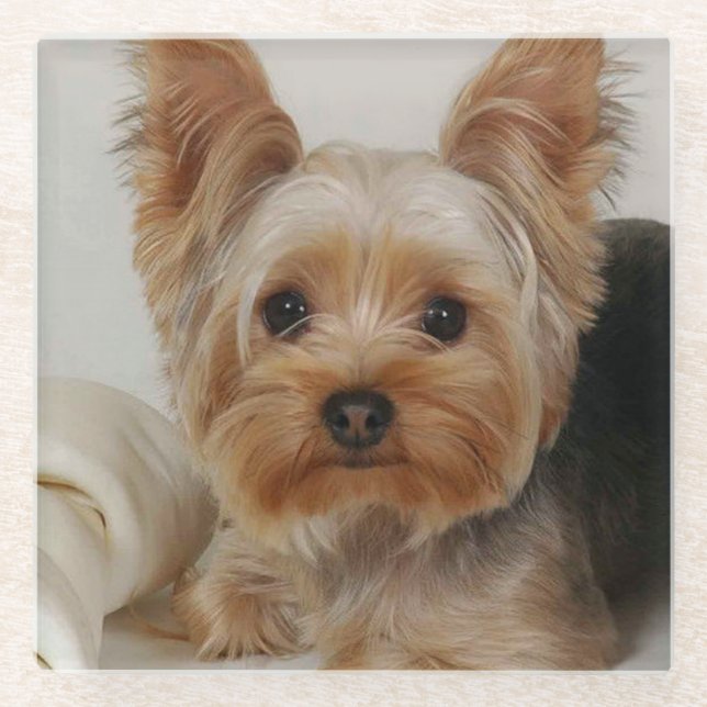 Posavasos De Vidrio Gorgeo Yorkshire Terrier (Anverso)