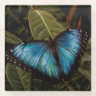 Posavasos De Vidrio Grande, hermosa mariposa azul