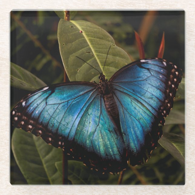 Posavasos De Vidrio Grande, hermosa mariposa azul (Anverso)