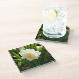 Posavasos De Vidrio Grandes narcisos blancos en un día de primavera