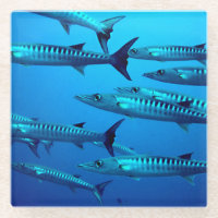 Guay Barracudas