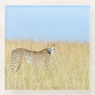 Posavasos De Vidrio Guepardo