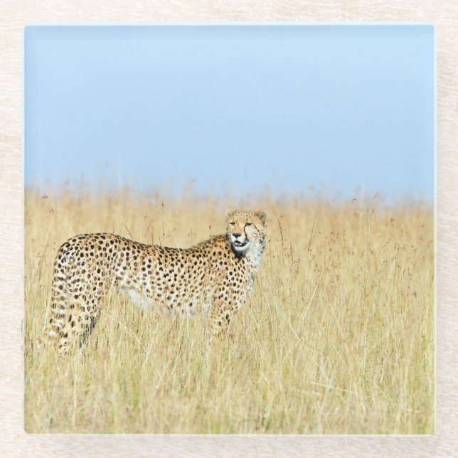 Posavasos De Vidrio Guepardo (Anverso)