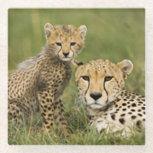 Posavasos De Vidrio Guepardo, Acinonyx jubatus, con cría