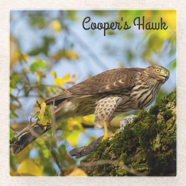 Posavasos De Vidrio Halcón de Cooper (Anverso)