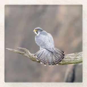 Posavasos De Vidrio Halcón Peregrino en el Parque Interestatal de Pali