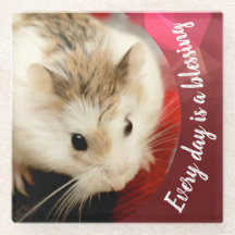 Hammyville - Cute Robo Hamster