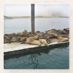 Posavasos De Vidrio Harbour Seals, Morro Bay, California
