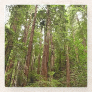 Posavasos De Vidrio Hasta secuoyas en el Monumento Nacional Muir Woods