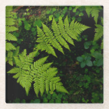 Helechos oscuros del bosque, estética verde sombrí