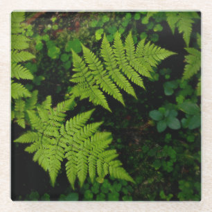 Posavasos De Vidrio Helechos oscuros del bosque, estética verde sombrí