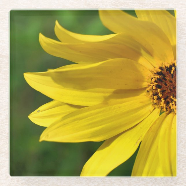 Posavasos De Vidrio Helenio de la margarita amarilla (Anverso)