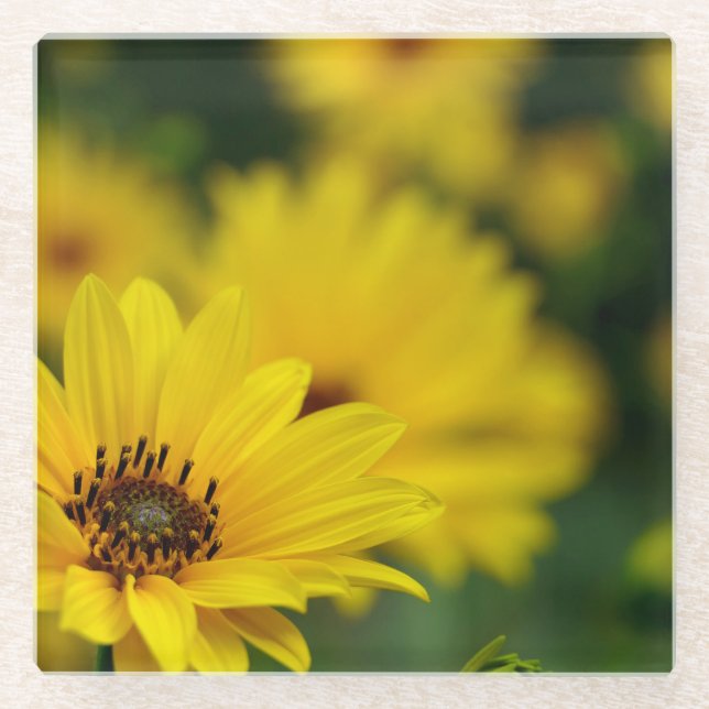 Posavasos De Vidrio Helenio de la margarita amarilla (Anverso)