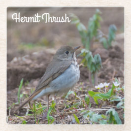 Posavasos De Vidrio Hermit Thrush