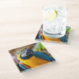 Posavasos De Vidrio Hermosa ave dorada de loro azul