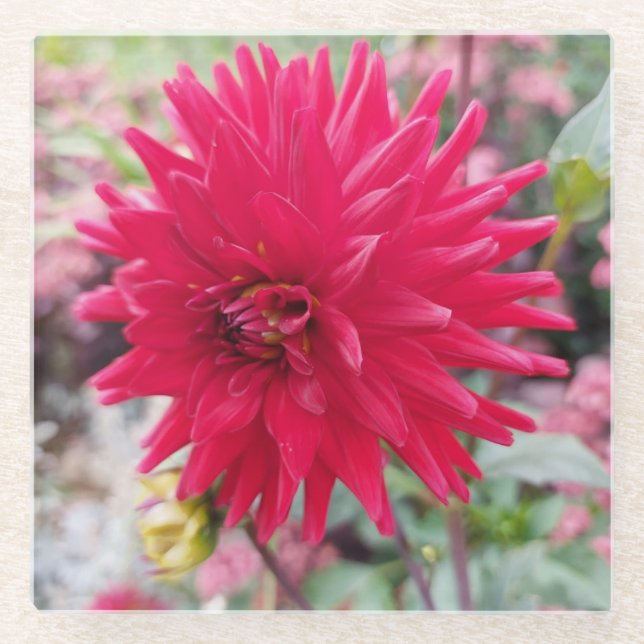 Posavasos De Vidrio Hermosa flor rosa de Dahlia (Anverso)