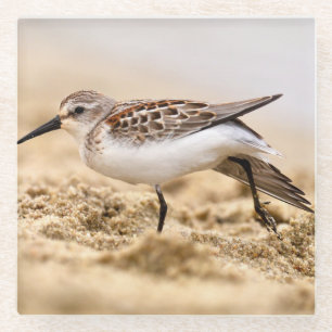 Posavasos De Vidrio Hermosa pájaro Sandpiper en la arena