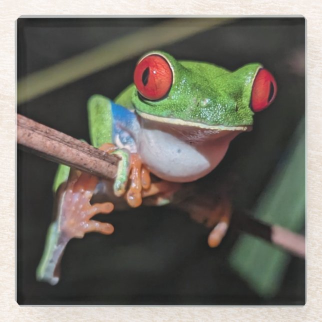 Posavasos De Vidrio Hermosa rana de árbol de ojos rojos en una rama (Anverso)