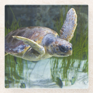 Posavasos De Vidrio Hermosa Tortuga Marítima Nadando