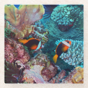 Posavasos De Vidrio Hermoso arrecife de coral con peces
