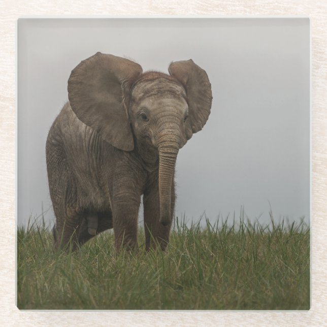 Posavasos De Vidrio Hermoso elefante de Bush africano (Anverso)