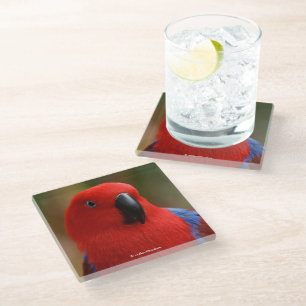 Posavasos De Vidrio Hermoso "Lady in Red" Eclectus Parrot