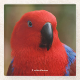 Posavasos De Vidrio Hermoso "Lady in Red" Eclectus Parrot