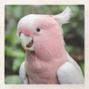 Posavasos De Vidrio Hermoso Loro Blanco y Rosa