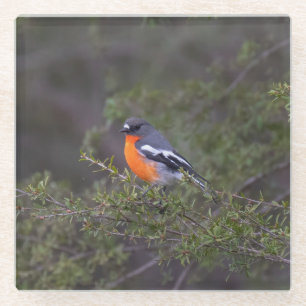 Posavasos De Vidrio Hermoso Naranja Robin de la llama materna