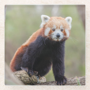 Posavasos De Vidrio Hermoso Panda Rojo en una rama