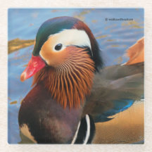 Hermoso pato mandarín en el estanque