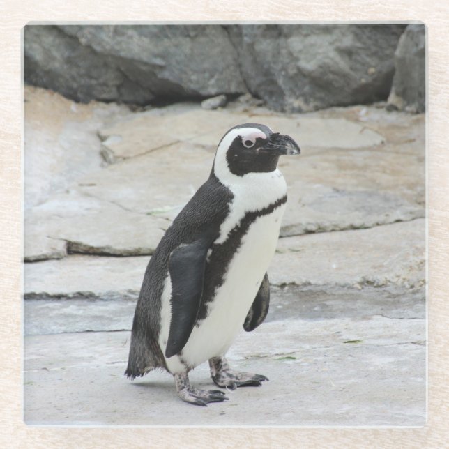 Posavasos De Vidrio Hermoso pingüino blanco y negro sobre las rocas (Anverso)