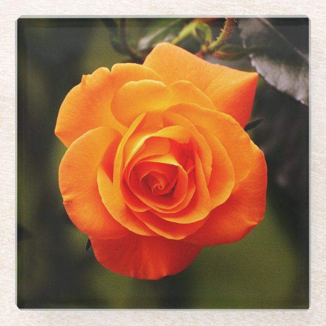 Posavasos De Vidrio Hermoso Rosa Naranja (Anverso)