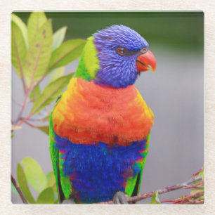 Posavasos De Vidrio Hermoso y colorido loro arcoiris