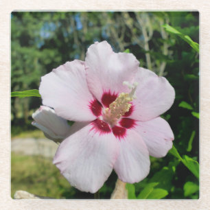 Posavasos De Vidrio Hibiscus
