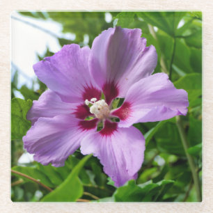 Posavasos De Vidrio Hibiscus