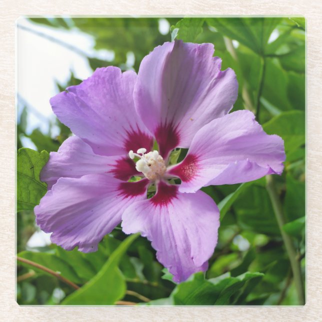 Posavasos De Vidrio Hibiscus (Anverso)