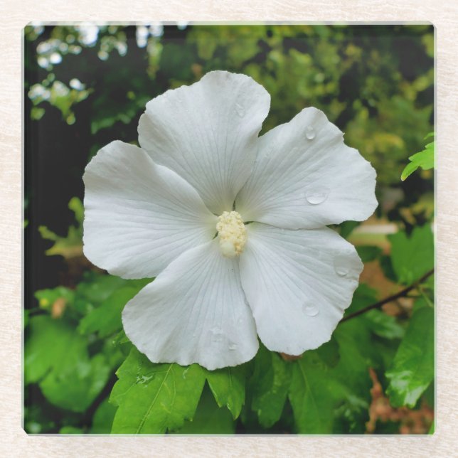 Posavasos De Vidrio Hibiscus (Anverso)