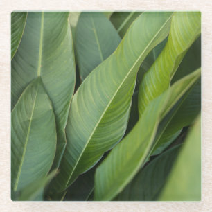 Posavasos De Vidrio Hojas verdes tropicales suaves botánicas