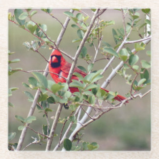 Posavasos De Vidrio Hombres Cardenales Fotográficos