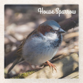 Posavasos De Vidrio House Sparrow