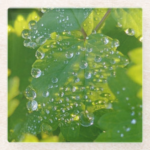 Posavasos De Vidrio Huellas De Agua De Guay En La Hoja Verde