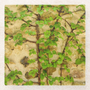 Posavasos De Vidrio Hydrangea petiolaris