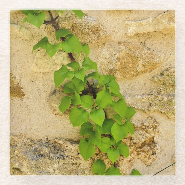 Posavasos De Vidrio Hydrangea petiolaris (Anverso)