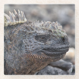 Posavasos De Vidrio Iguana marina