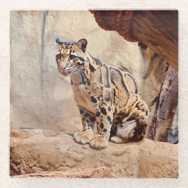 Posavasos De Vidrio imagen de leopardo nublado naturaleza vida salvaje (Anverso)