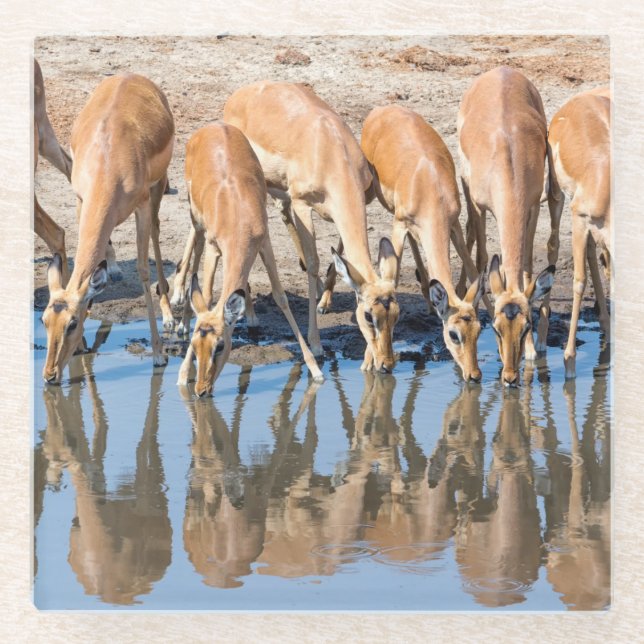 Posavasos De Vidrio Impalas at the waterhole (Anverso)